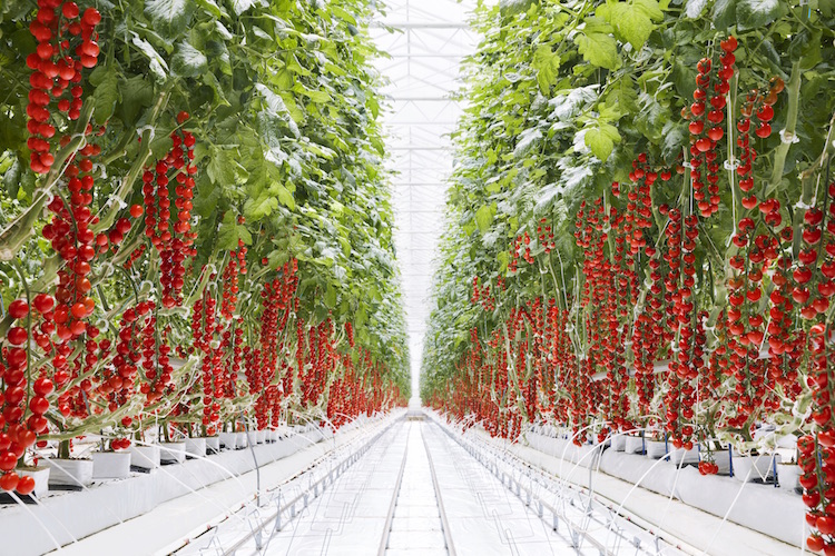 Grow Bags (Compressed Slabs) usage