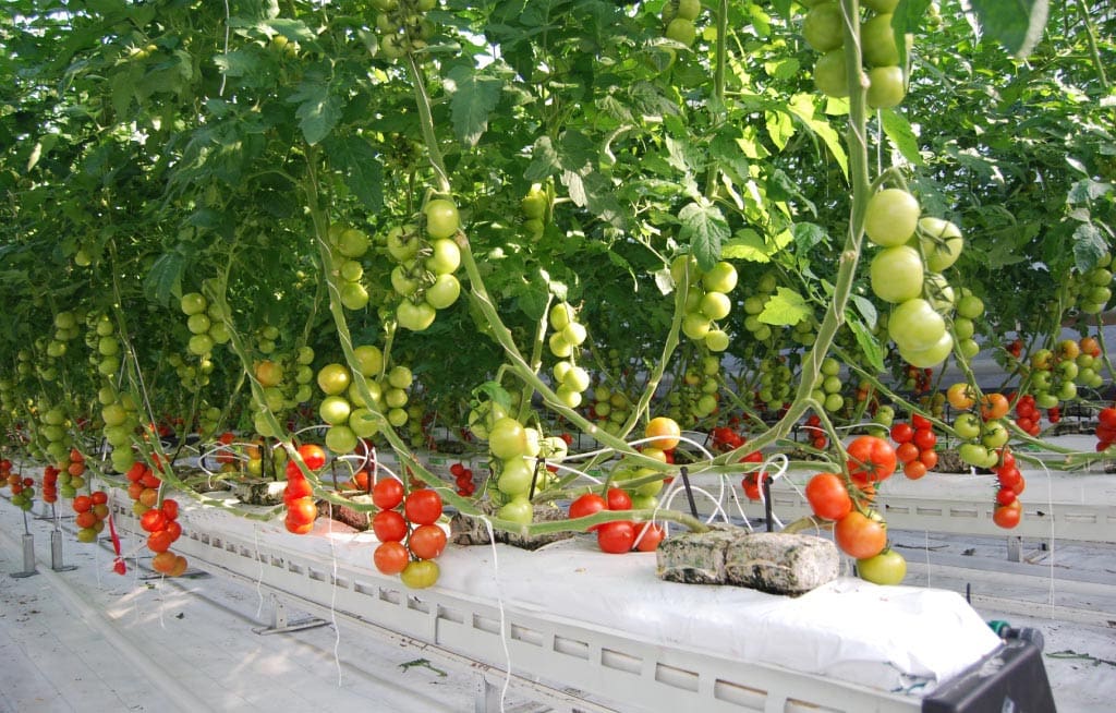 Grow Bags (Compressed Slabs) usage
